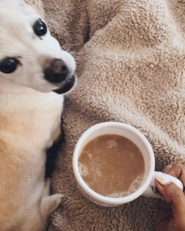 Easy like Sunday morning ✨

I’m battling some crazy allergies & sitting here, with my head back to keep my nose from dripping, is all I need/should do right now! 

I really don’t like to give in to things - I like to be up and about but I try to tell myself, what I would tell others ….and that is, “It’s ok to give in and be still!” 

So. I’m enjoying this moment, in hopes that steering clear of the outdoors today, will help my allergies relax a bit! 

What am I doing for my allergies?? I’m diffusing frankincense, doubling up on vitamin c, rubbing ‘Breathe’ essential oil on my chest and now, just vegging with my Buttercup in lap! 

So here’s to a nice relaxing day! Enjoy yours, no matter how you spend it! 
.
.
.
.
.
#easylikesundaymorning #coffeetime #relaxing #allergiesgotmelike #selfcare #foodforthought #bestill #healthandwellness